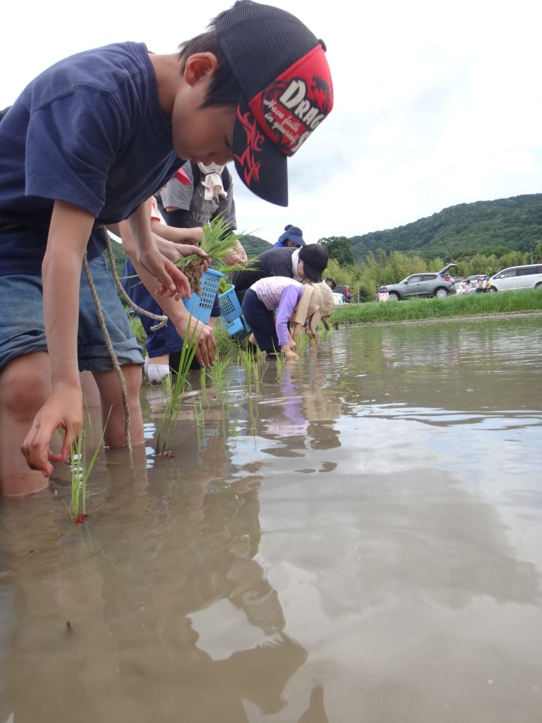 田植え2023